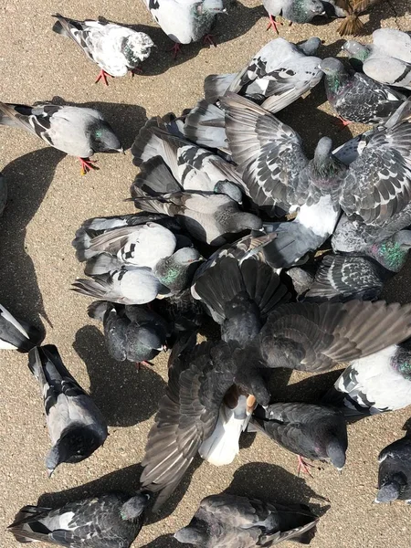 Muitos Pombos Comendo Pão Parque — Fotografia de Stock