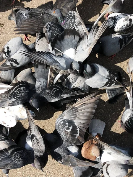 Parkta ekmek yiyen bir sürü güvercin.