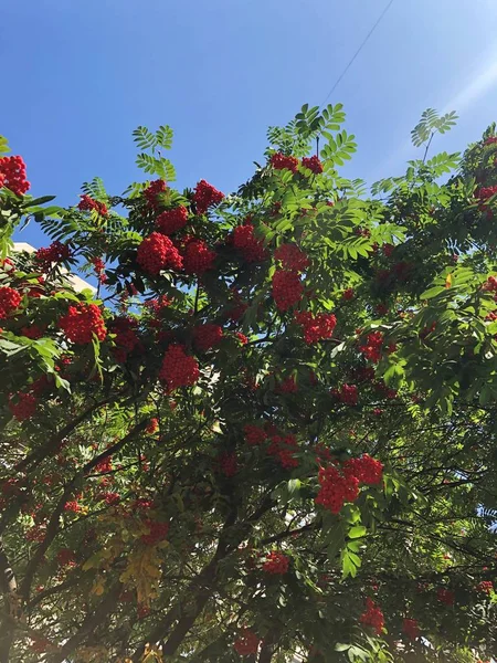 Bela Árvore Madura Rowan Parque — Fotografia de Stock