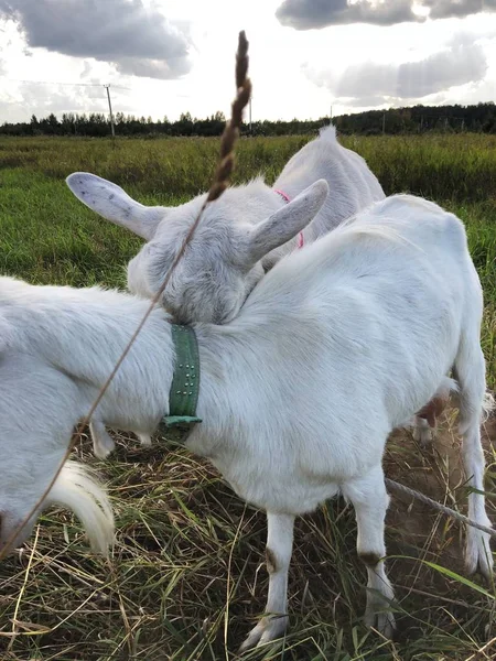 Chèvre Blanche Dans Prairie Matin — Photo