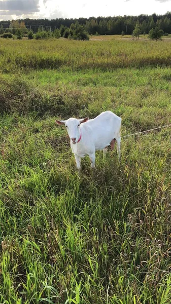 Chèvre Blanche Dans Prairie Matin — Photo