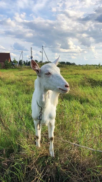Chèvre Blanche Dans Prairie Matin — Photo
