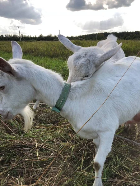 Chèvre Blanche Dans Prairie Matin — Photo