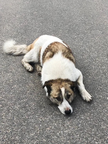 通りに茶色の斑点を持つ白い犬 — ストック写真