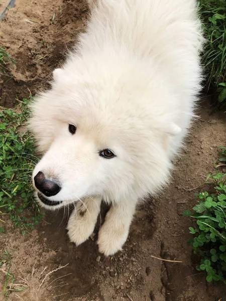 Schöner Weißer Flauschiger Hund Dorf — Stockfoto