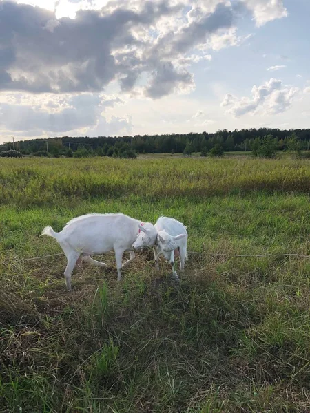 Kambing Putih Padang Rumput Pagi Hari — Stok Foto