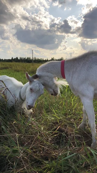 White Goat Meadow Morning — Stock Photo, Image