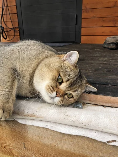 Gato Bonito Aldeia Verão — Fotografia de Stock