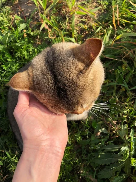 Gato Bonito Aldeia Verão — Fotografia de Stock