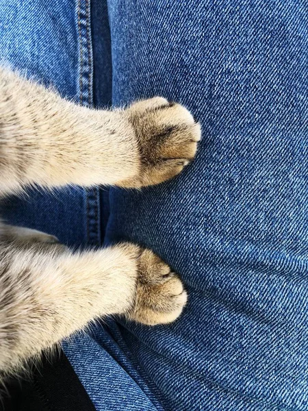 ジーンズに猫のふわふわの足 — ストック写真