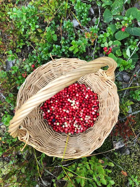 Fresh Cranberries Wooden Basket Forest — Stock Photo, Image