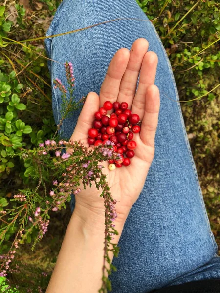 Fresh Cranberries Summer Forest — Stock Photo, Image