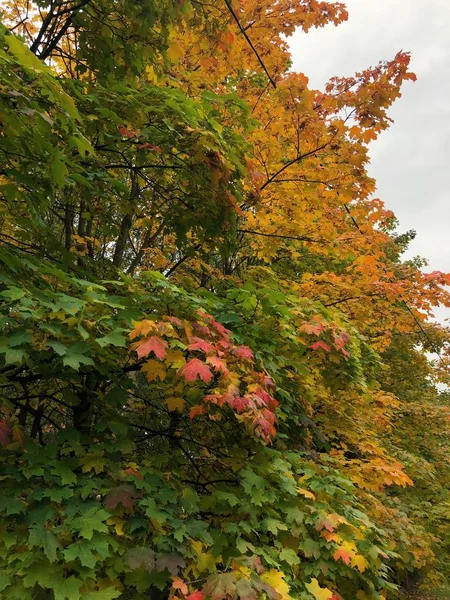 Прекрасний Вид Осінній Пейзаж Барвисті Дерева Небо — стокове фото