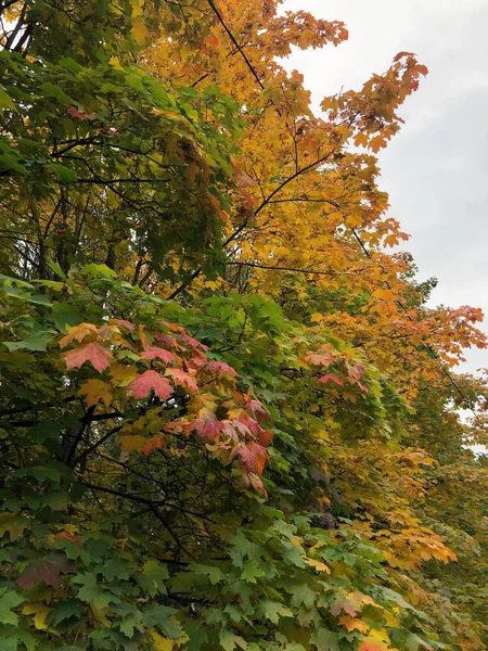 Bela Paisagem Outono Vista Árvores Coloridas Céu — Fotografia de Stock