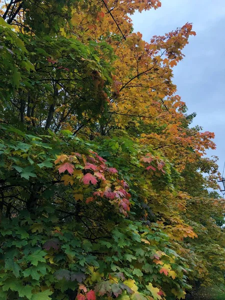 Красивый Вид Осенний Пейзаж Красочные Деревья Небо — стоковое фото