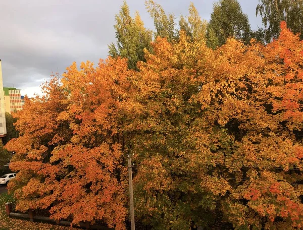 Hermosa Vista Otoño Paisaje Coloridos Árboles Cielo — Foto de Stock