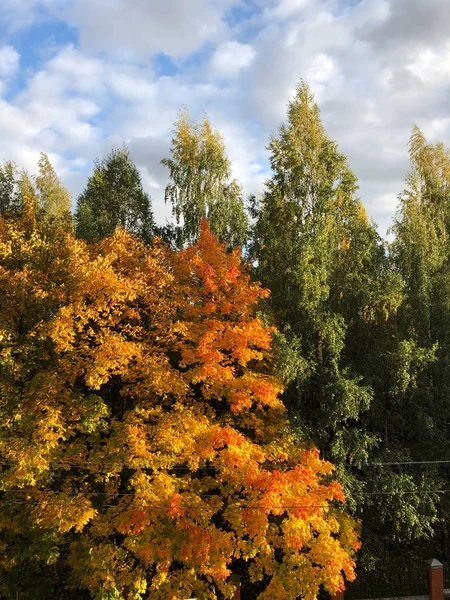 Hermosa Vista Otoño Paisaje Coloridos Árboles Cielo — Foto de Stock