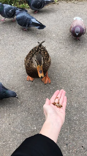 공원에서 재미있는 오리와 비둘기 — 스톡 사진