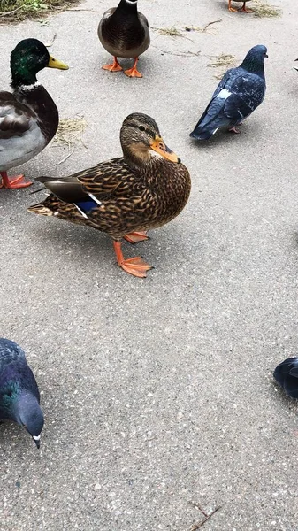Funny Ducks Pigeons Park — Stock Photo, Image