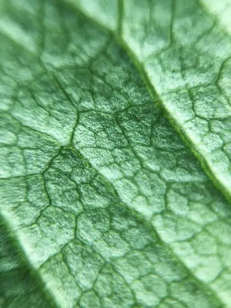 Зеленый Цветок Листьев Парке Крупным Планом — стоковое фото