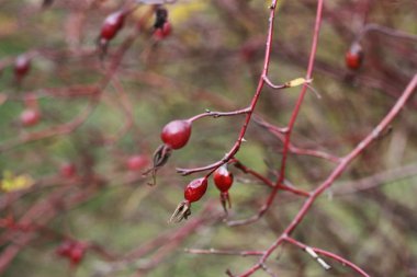 Sonbahar Parkı 'nda kırmızı böğürtlenli ağaç