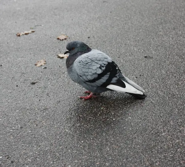 Pigeon Gris Marche Sur Asphalte Dans Village — Photo