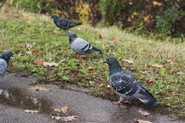 Pigeon Gris Marche Sur Asphalte Dans Village — Photo