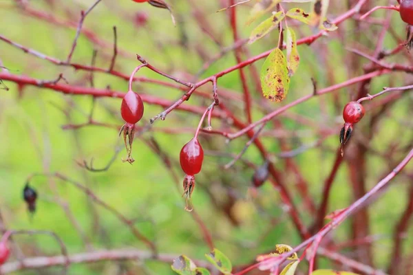 Tree Red Berries Autumn Park — Stock Photo, Image