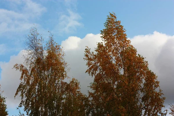 Beautiful Landscape Autumn Yellow Trees Clouds — Stock Photo, Image