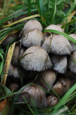 Gri mantarlar ormandaki balinalar ve otlar