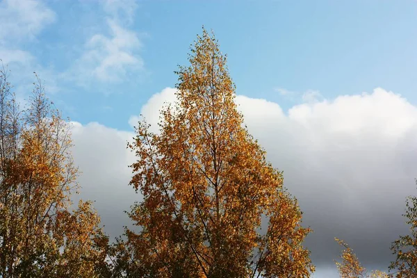 Красивый Пейзаж Осенние Желтые Деревья Облака — стоковое фото