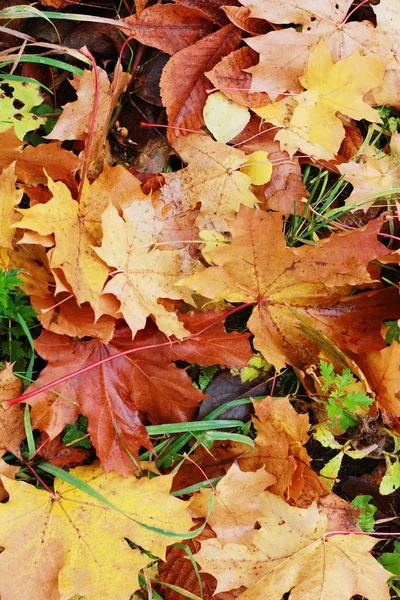 Belles Feuilles Automne Colorées Dans Parc — Photo