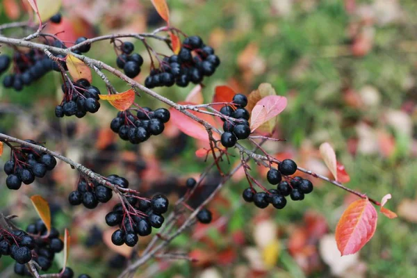 Tree Black Berries Autumn Park — Stock Photo, Image