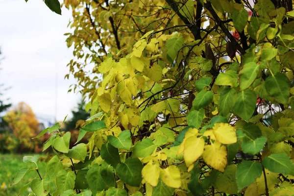 Прекрасне Дерево Зеленим Листям Парку — стокове фото