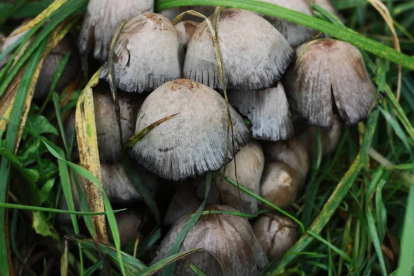 Grauschwammerltaucher Und Gras Wald — Stockfoto