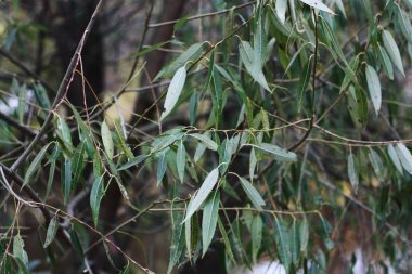 Parkta yeşil yaprakları olan güzel bir ağaç