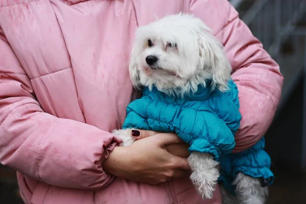 White Dog Maltese Hands Women — Stock Photo, Image