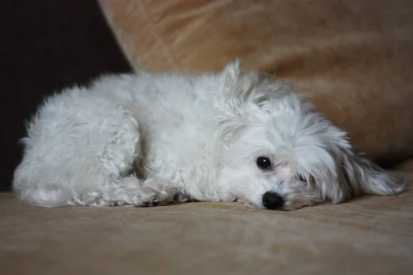 White dog Maltese sleep on brown sofa