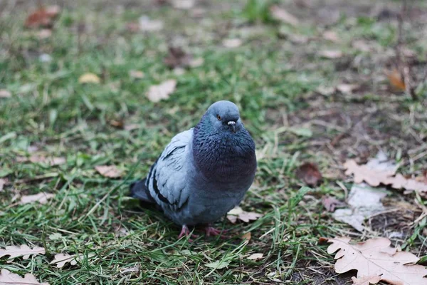 Passeio Pombo Cinza Asfalto Aldeia — Fotografia de Stock