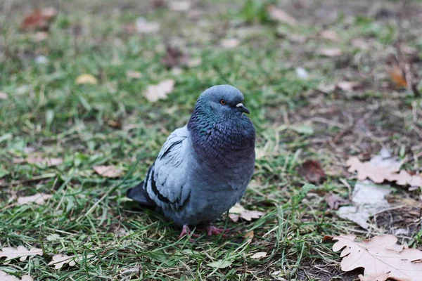 Passeio Pombo Cinza Asfalto Aldeia — Fotografia de Stock