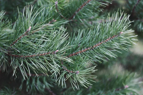 Bellissimo Albero Natale Verde Nella Foresta — Foto Stock