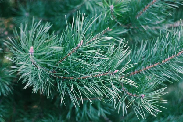 Bel Arbre Noël Vert Dans Forêt — Photo