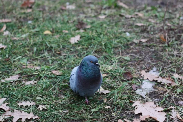 Gray Pigeon Walk Asphalt Village — Stock Photo, Image