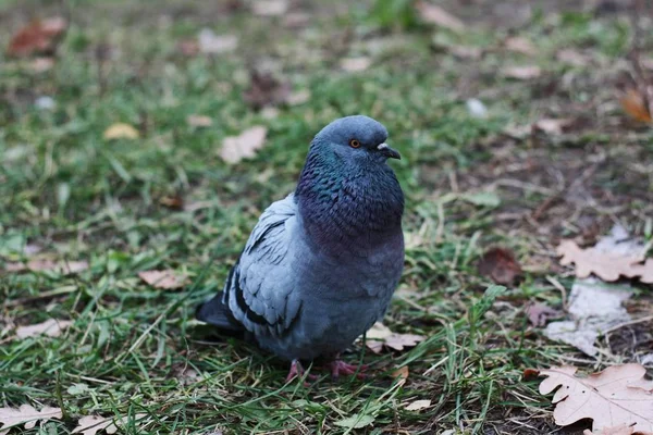 Passeio Pombo Cinza Asfalto Aldeia — Fotografia de Stock