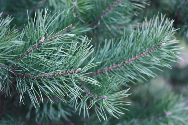 Bel Arbre Noël Vert Dans Forêt — Photo