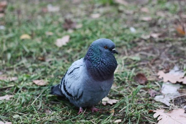 Šedý Holub Kráčí Asfaltu Vesnici — Stock fotografie