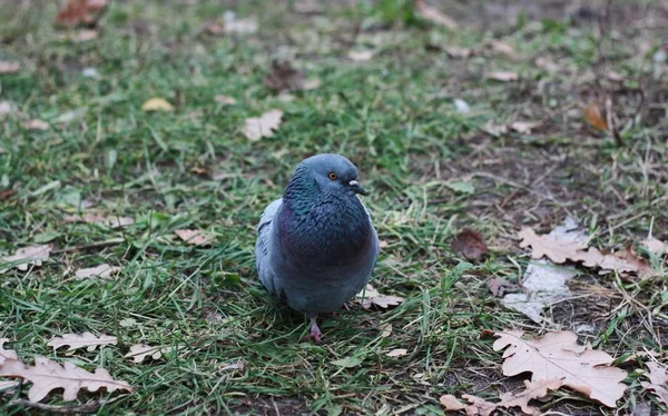 Passeio Pombo Cinza Asfalto Aldeia — Fotografia de Stock