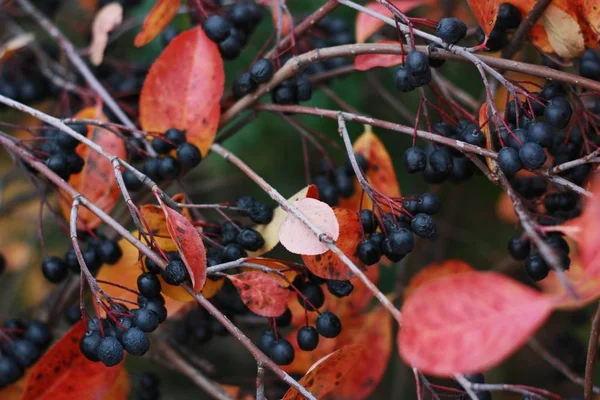 Baum Mit Schwarzen Beeren Herbstpark — Stockfoto