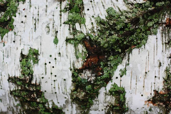 Close Sfondo Corteccia Albero Con Muschio Verde — Foto Stock