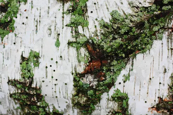 Close Sfondo Corteccia Albero Con Muschio Verde — Foto Stock